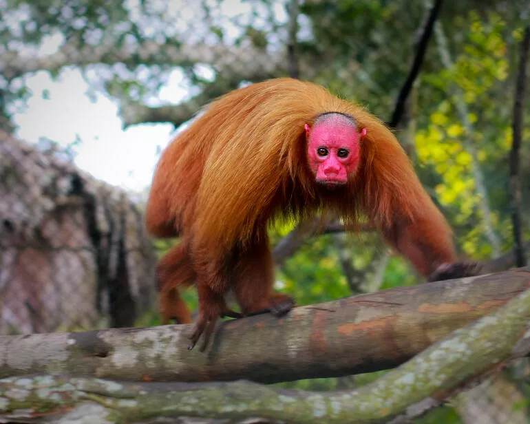 Kel Uakari
