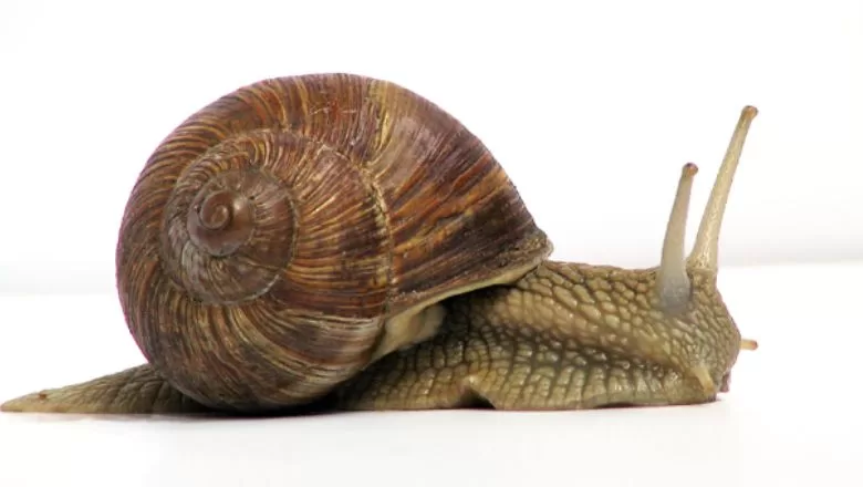 Doğanın Yavaş Yürüyen Yıldızları