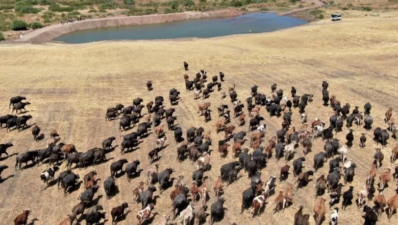 Afrika’yı Aratmayan Görüntüler Drone'da