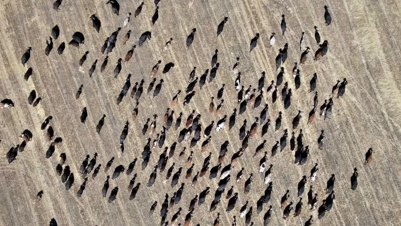 Afrika’yı Aratmayan Görüntüler Drone'da