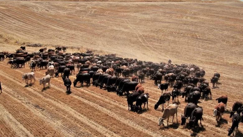 Afrika’yı Aratmayan Görüntüler Drone'da