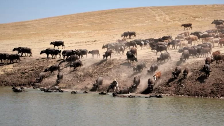 Afrika’yı Aratmayan Görüntüler Drone'da