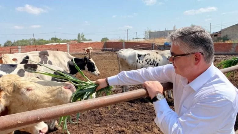 Balıkesir’de Slajlık Sorgum Otu Hasadı 