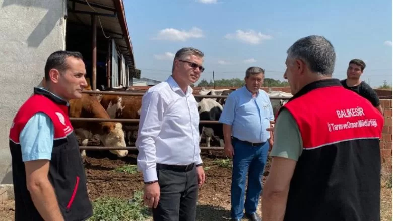 Balıkesir’de Slajlık Sorgum Otu Hasadı 