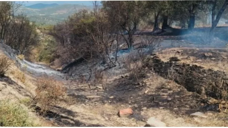 Balıkesir'de Zeytinlik Alanda Yangın Çıktı