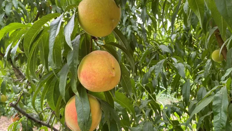 Balıkesir'de En Çok Hangi Meyve Yetişir?
