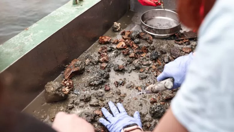 Marmara Denizi'nin Yeni Tehlikesi İstilacı Medüzler