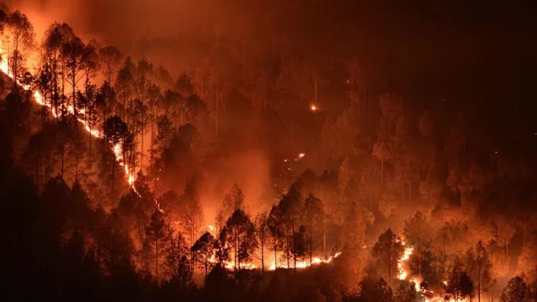 Muğla’da Orman Yangını