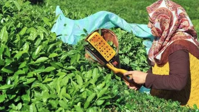 Türk Çayı 7 Ayda Milyon Dolar Kazandırdı